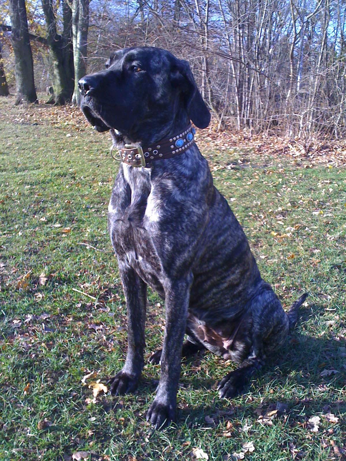 Armira (Cane Corso, Deutsche Dogge) Cane Corso Deutsche Dogge 